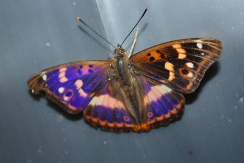 Apatura ilia